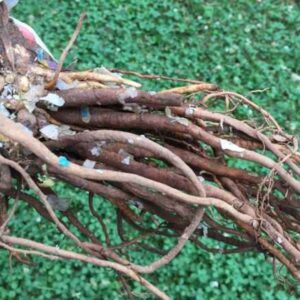 Vedic remedies plant roots